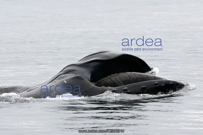 : Humpback whale : Humpback whale