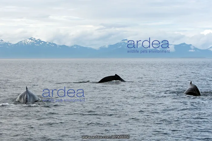 : Humpback Whale : Humpback Whale