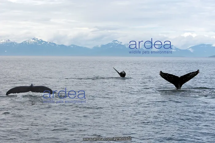 : Humpback Whale