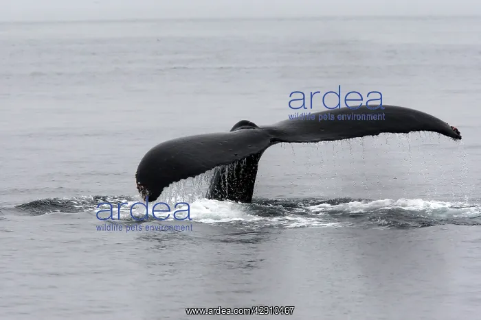 : Humpback Whale : Humpback Whale
