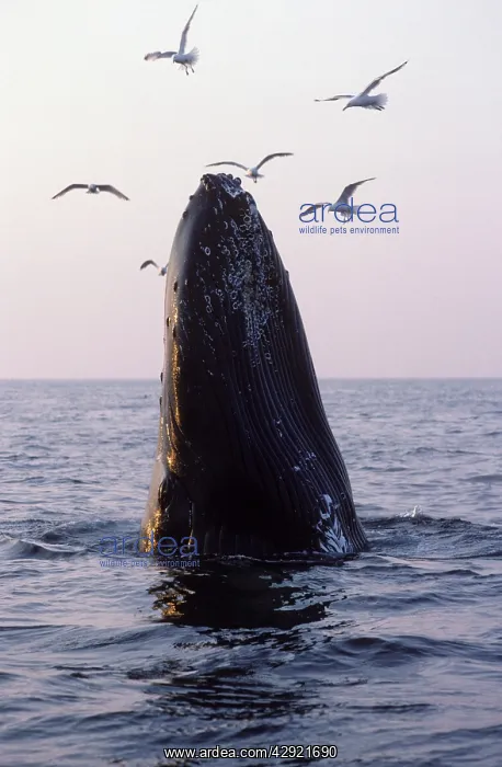 : Humpback whale : Humpback whale