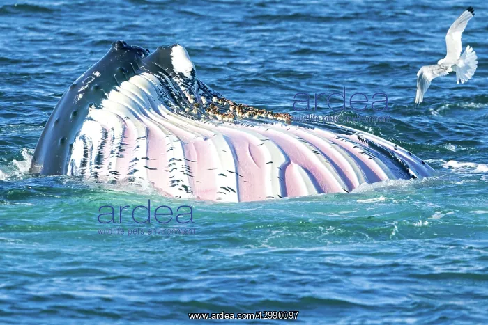 : Humpback Whale : Humpback Whale