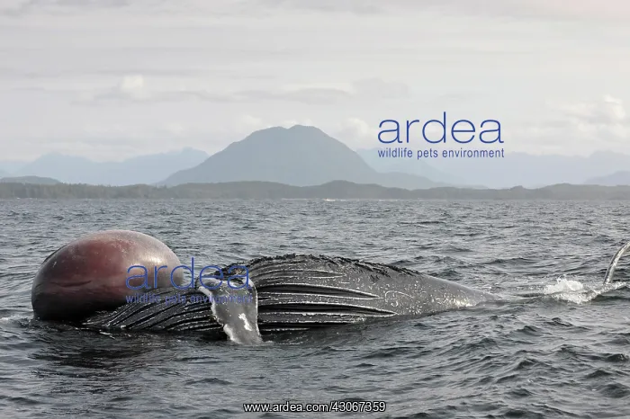 : Humpback Whale : Humpback Whale