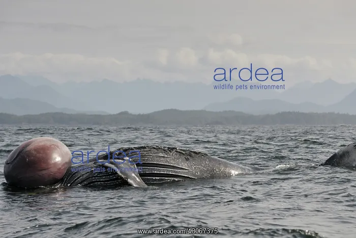 : Humpback Whale : Humpback Whale