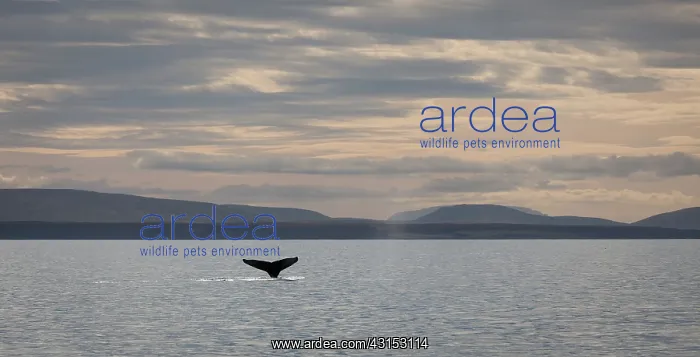 : Humpback Whale : Humpback Whale