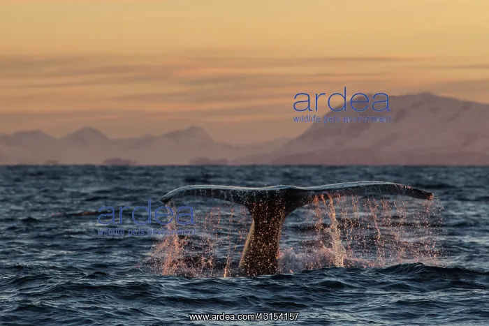 : Humpback Whale : Humpback Whale