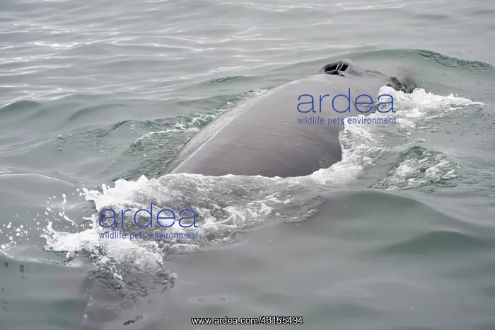 : Humpback Whale : Humpback Whale