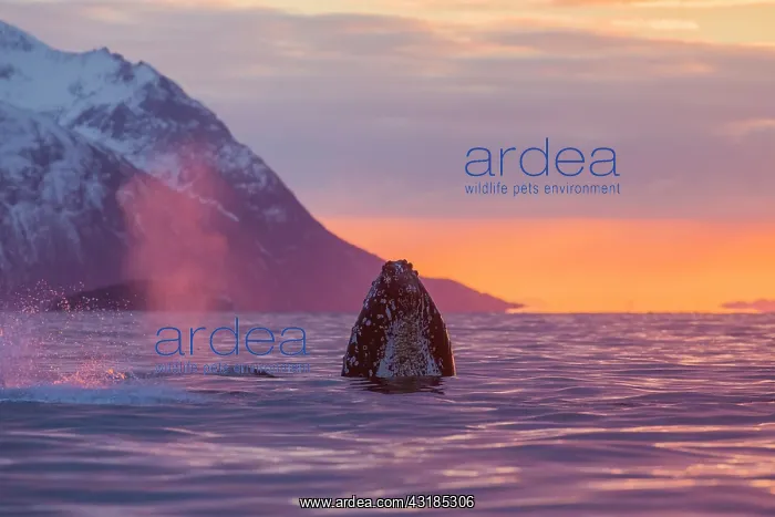 : Humpback Whale : Humpback Whale