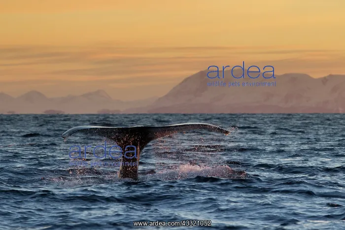 : Humpback Whale : Humpback Whale