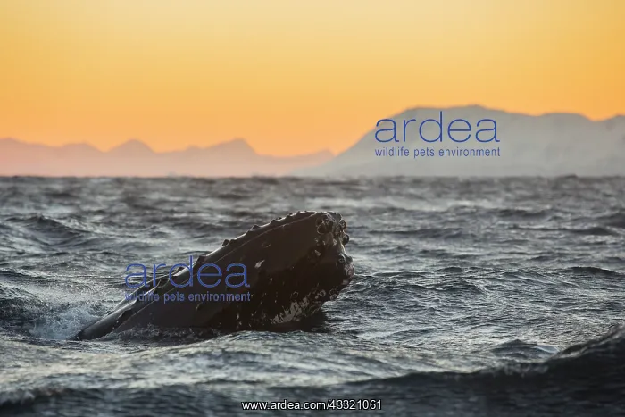: Humpback Whale : Humpback Whale