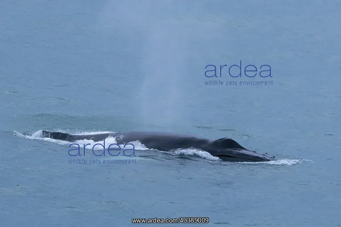  : Humpback Whale