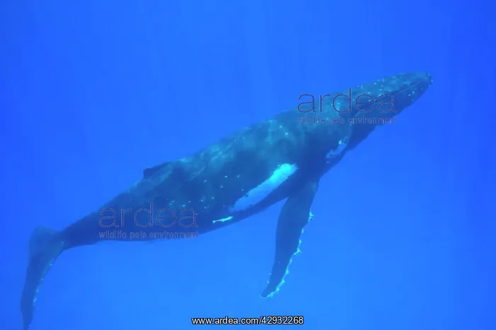 : Humpback whale - adult : Humpback whale - adult
