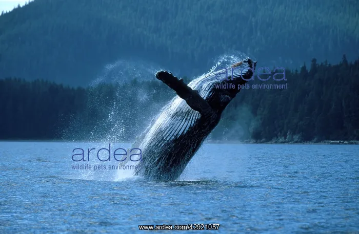: Humpback Whale - adult breaching : Humpback Whale - adult breaching