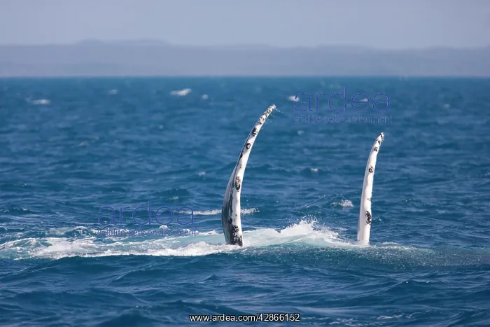: Humpback whale - adult female : Humpback whale - adult female