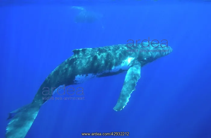 : Humpback whale - Adult male. Silhouette of a mother : Humpback whale - Adult male. Silhouette of a mother