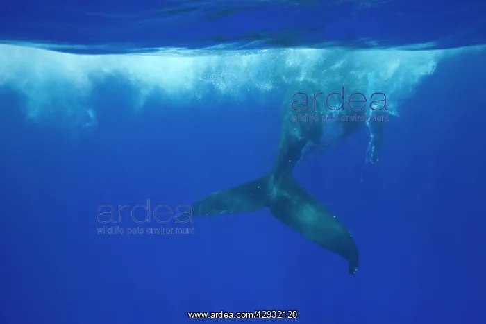 : Humpback whale - Adult swimming at the surface : Humpback whale - Adult swimming at the surface