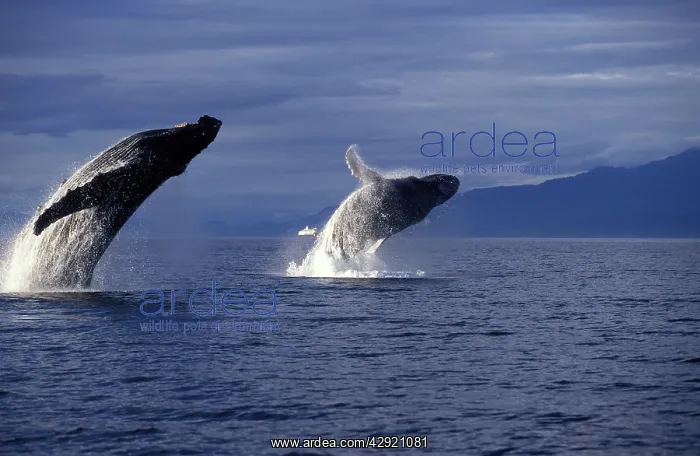  : Humpback Whale - two adults breaching