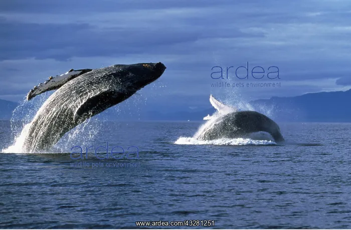 : Humpback Whale - two adults breaching : Humpback Whale - two adults breaching