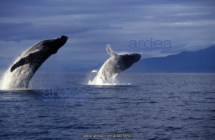 : Humpback Whale - two adults breaching : Humpback Whale - two adults breaching