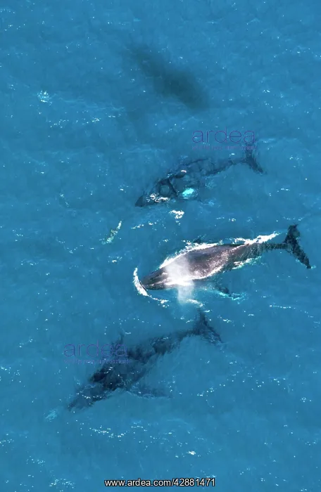 : Humpback Whale - aerial view with Bottlenose dolphin : Humpback Whale - aerial view with Bottlenose dolphin