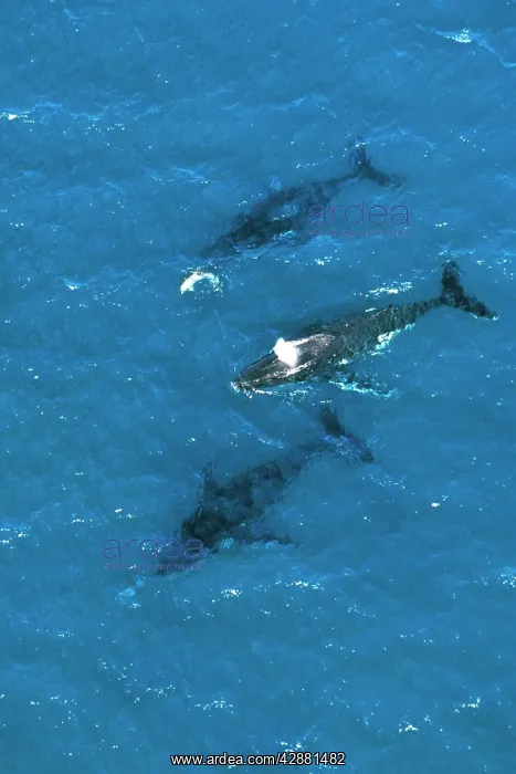 : Humpback Whale - aerial view of migrating pod : Humpback Whale - aerial view of migrating pod