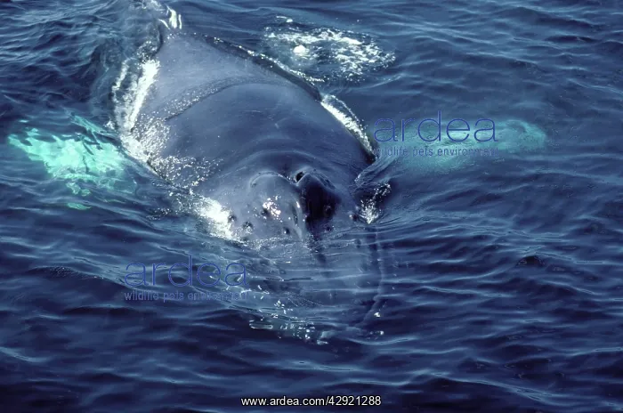 : Humpback whale - Appearing at surface showing blowholes : Humpback whale - Appearing at surface showing blowholes