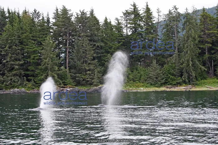 : Humpback whale - Blow / Spout : Humpback whale - Blow / Spout