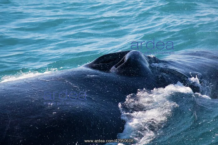 : Humpback Whale blowhole : Humpback Whale blowhole
