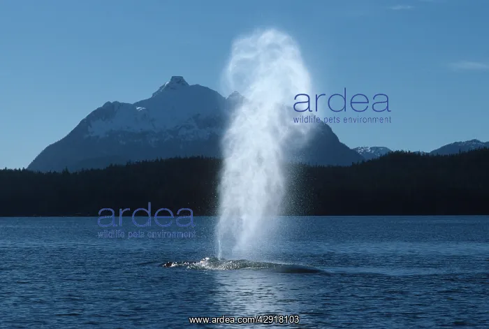 : Humpback Whale - blowing air from blow hole : Humpback Whale - blowing air from blow hole