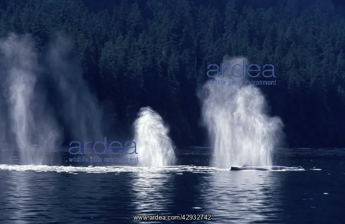 : Humpback whale - Blows : Humpback whale - Blows