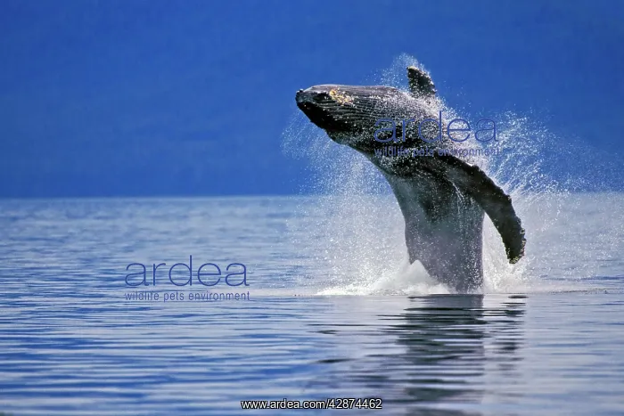 : Humpback whale - breaching : Humpback whale - breaching