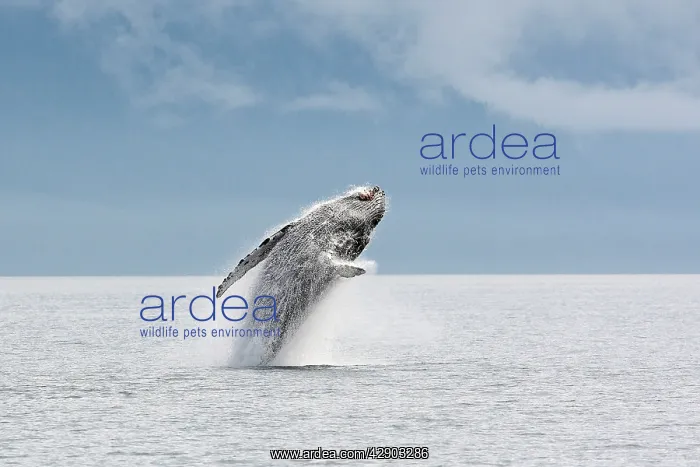 : Humpback whale - Breaching : Humpback whale - Breaching