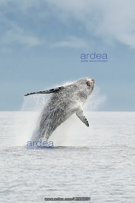 : Humpback whale - Breaching : Humpback whale - Breaching