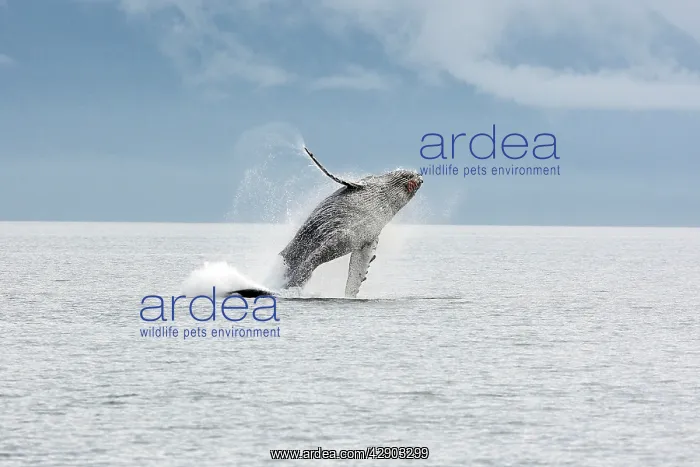 : Humpback whale - Breaching : Humpback whale - Breaching