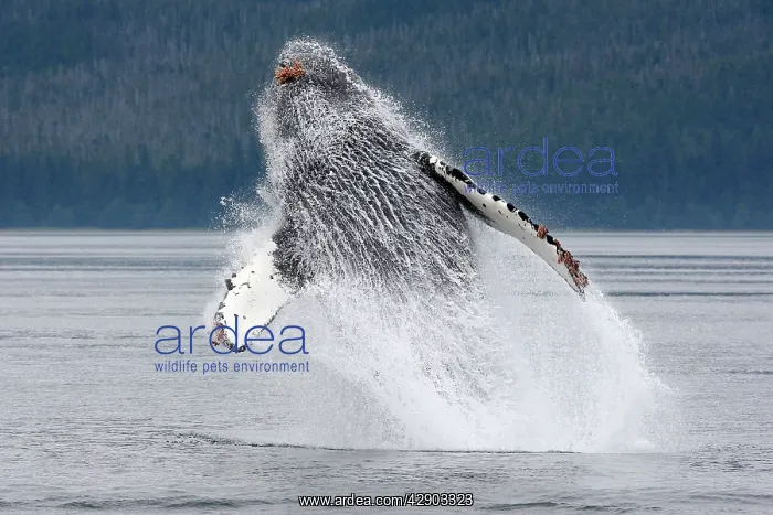 : Humpback whale - Breaching : Humpback whale - Breaching