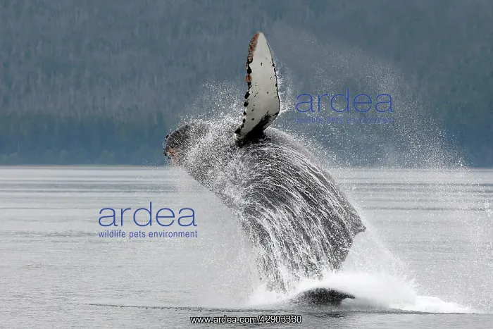 : Humpback whale - Breaching : Humpback whale - Breaching
