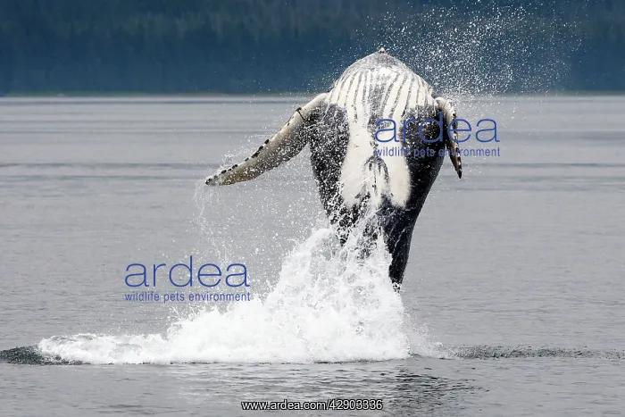 : Humpback whale - Breaching : Humpback whale - Breaching