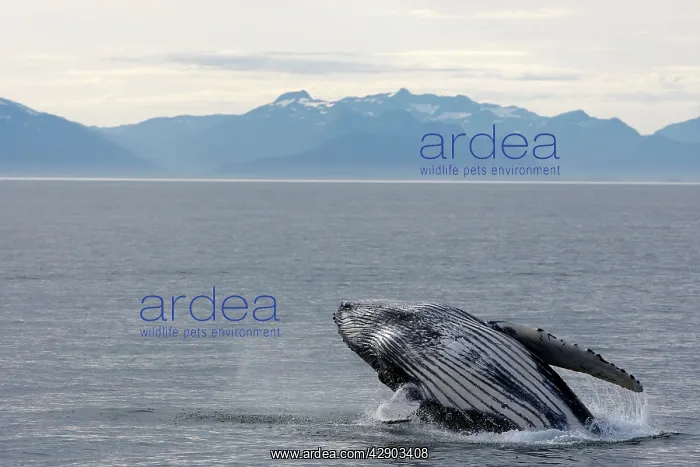 : Humpback Whale - Breaching : Humpback Whale - Breaching