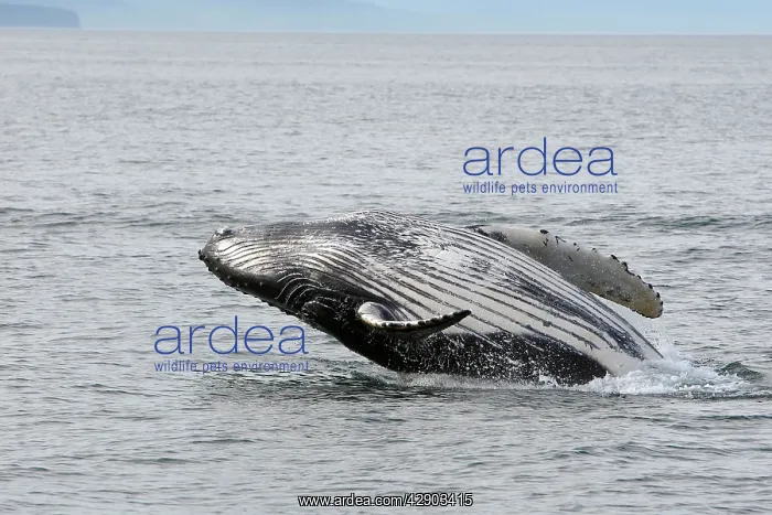 : Humpback Whale - Breaching : Humpback Whale - Breaching