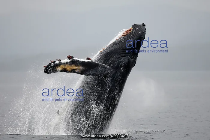 : Humpback Whale - Breaching : Humpback Whale - Breaching