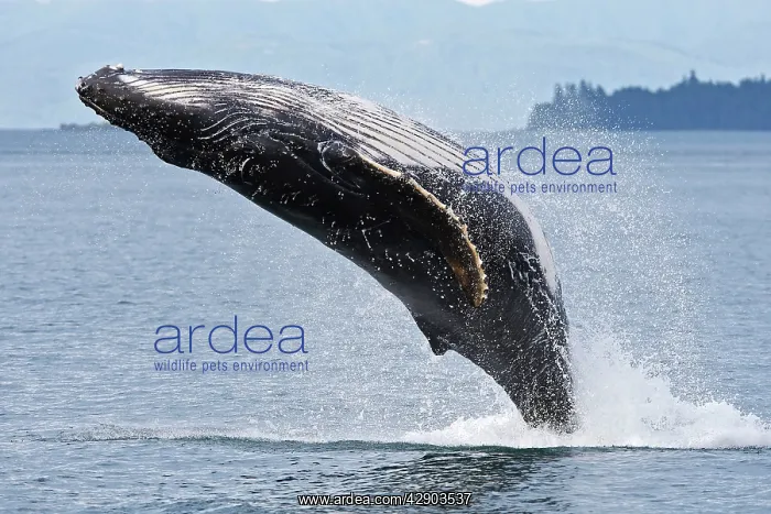 : Humpback whale - Breaching : Humpback whale - Breaching
