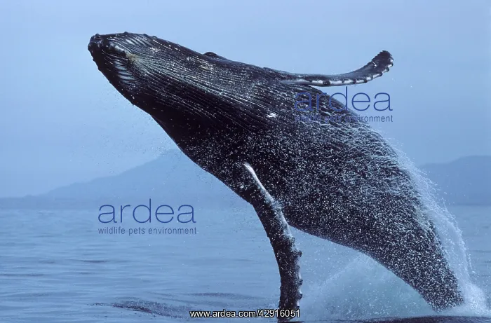 : HUMPBACK WHALE - Breaching : HUMPBACK WHALE - Breaching