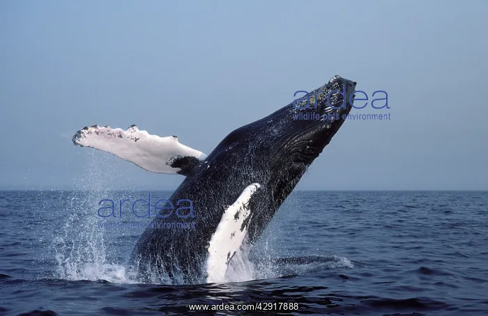 : Humpback whale - Breaching : Humpback whale - Breaching