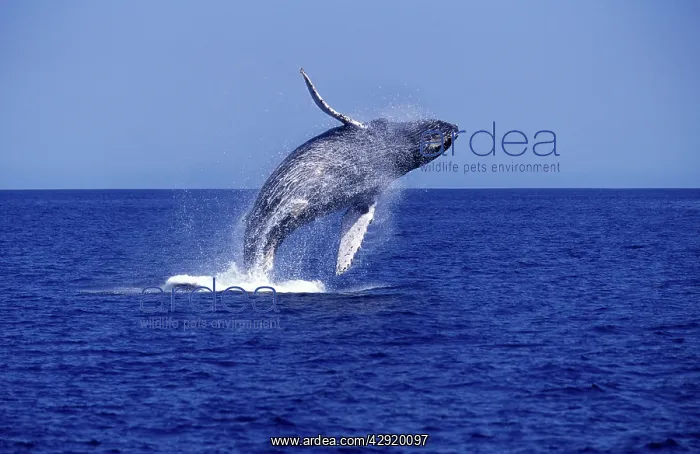 : Humpback WHALE - breaching : Humpback WHALE - breaching