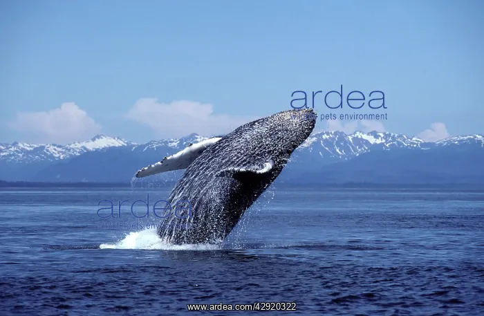  : HUMPBACK WHALE - Breaching