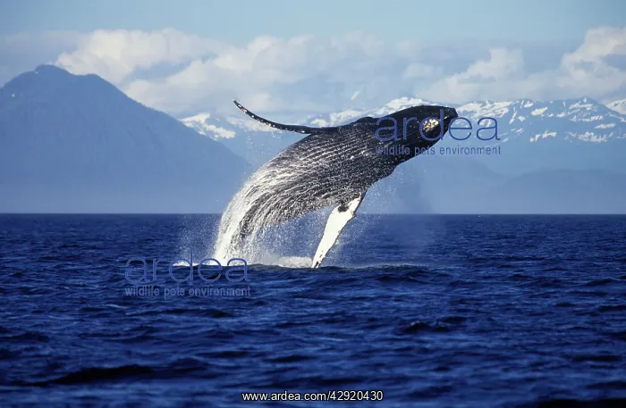 : Humpback WHALE - Breaching : Humpback WHALE - Breaching