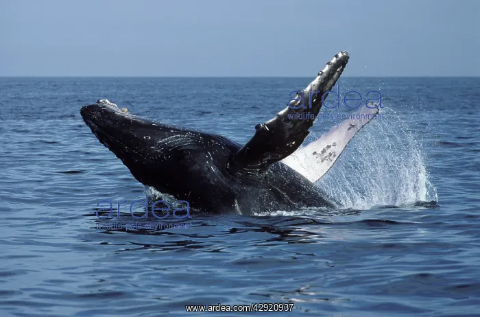 : Humpback whale - Breaching : Humpback whale - Breaching
