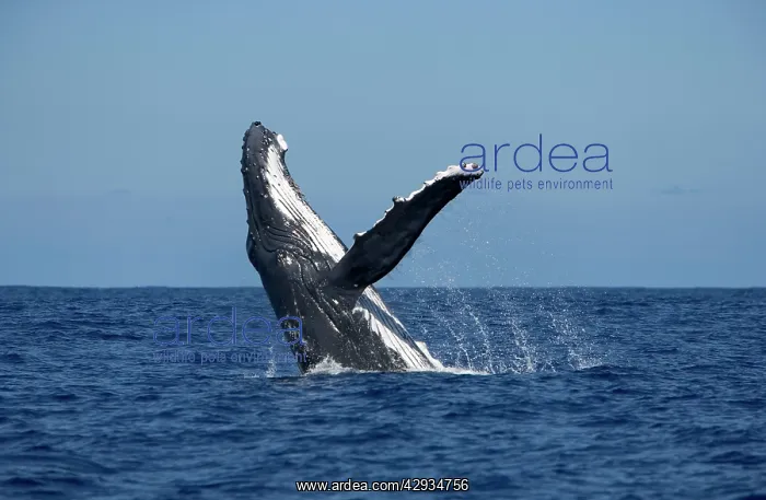 : Humpback whale - Breaching : Humpback whale - Breaching