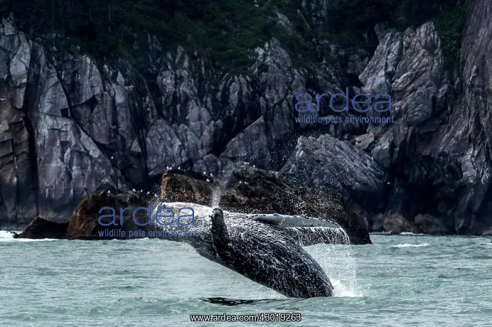 : Humpback Whale breaching : Humpback Whale breaching