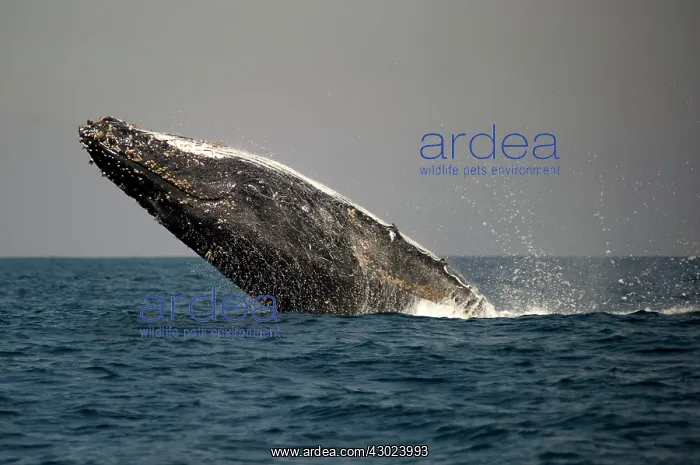 : Humpback Whale breaching : Humpback Whale breaching